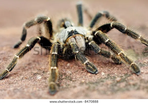 18851 baboon spider hunting