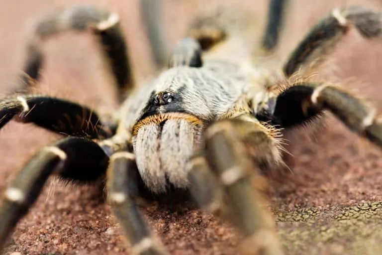18851 baboon spider lifespan