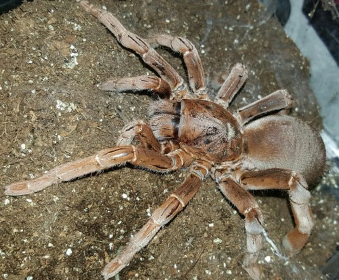 18851 tarantula defense