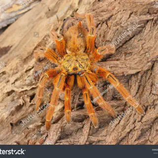 /img/18851-tarantula-reproduction.webp