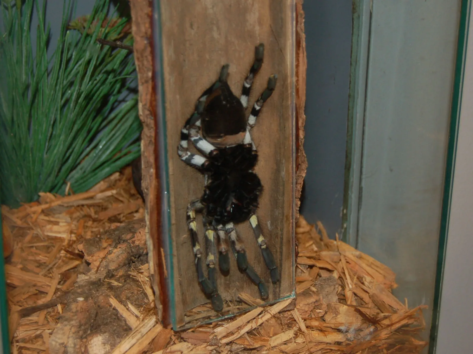 18856 indian tarantula habitat