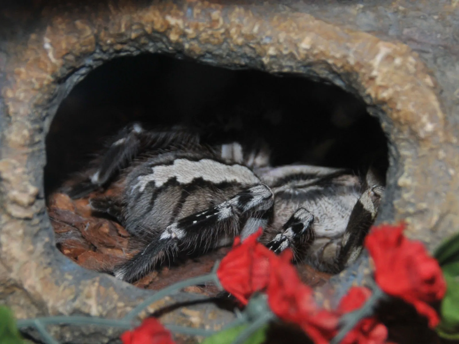 18856 poecilotheria regalis
