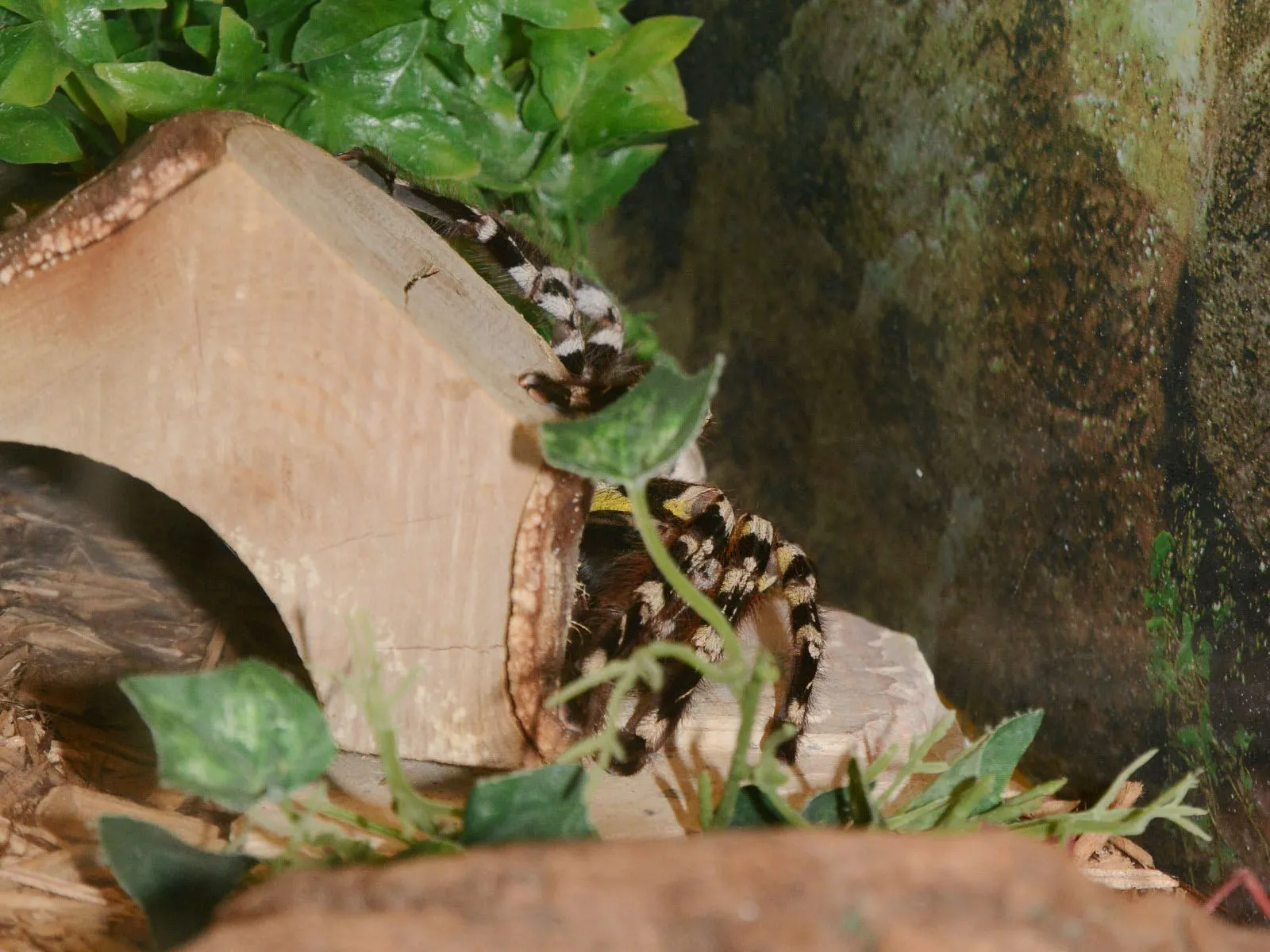 18856 tarantula feeding