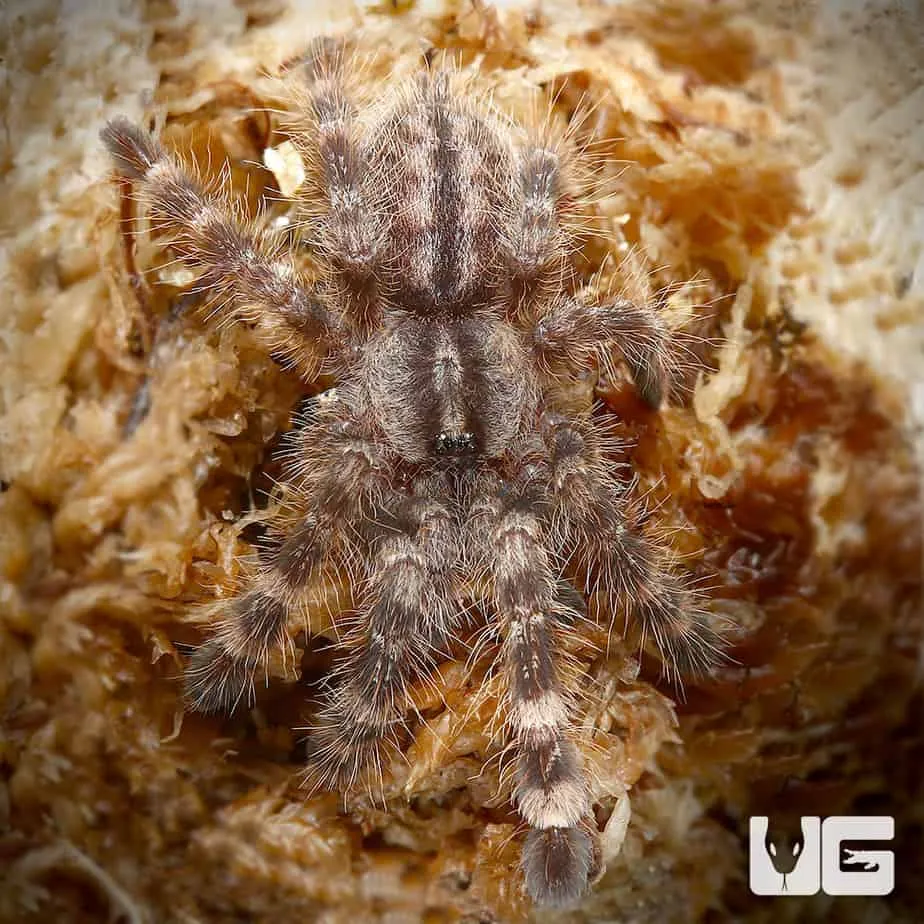 18856 tarantula handling