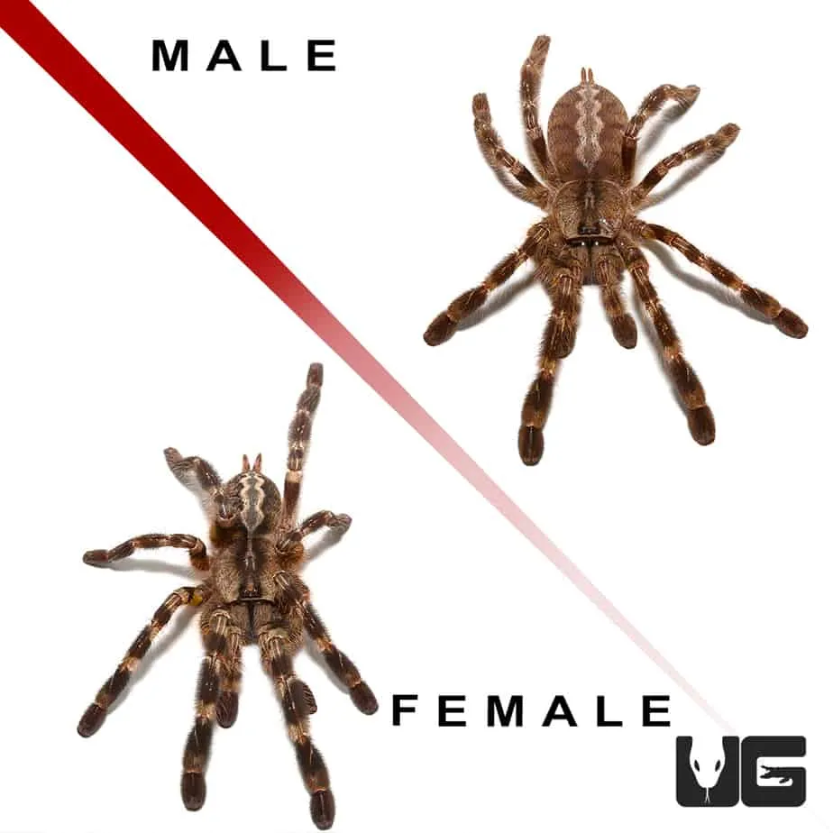 18856 tarantula substrate