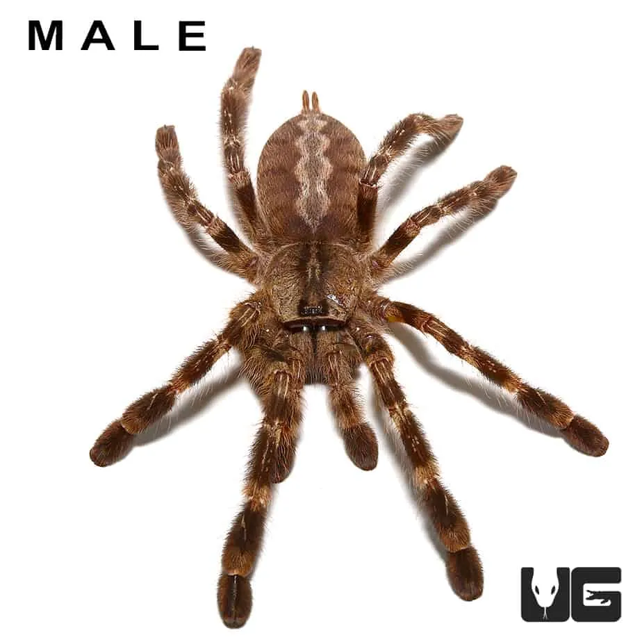 /img/18856-tarantula-water-dish.webp