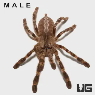 /img/18856-tarantula-water-dish.webp
