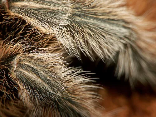 18859 cleaning tarantula enclosure