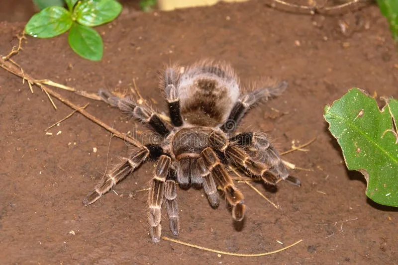18859 dog scratching after tarantula