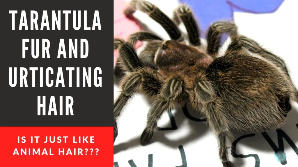 18859 handling tarantula safely