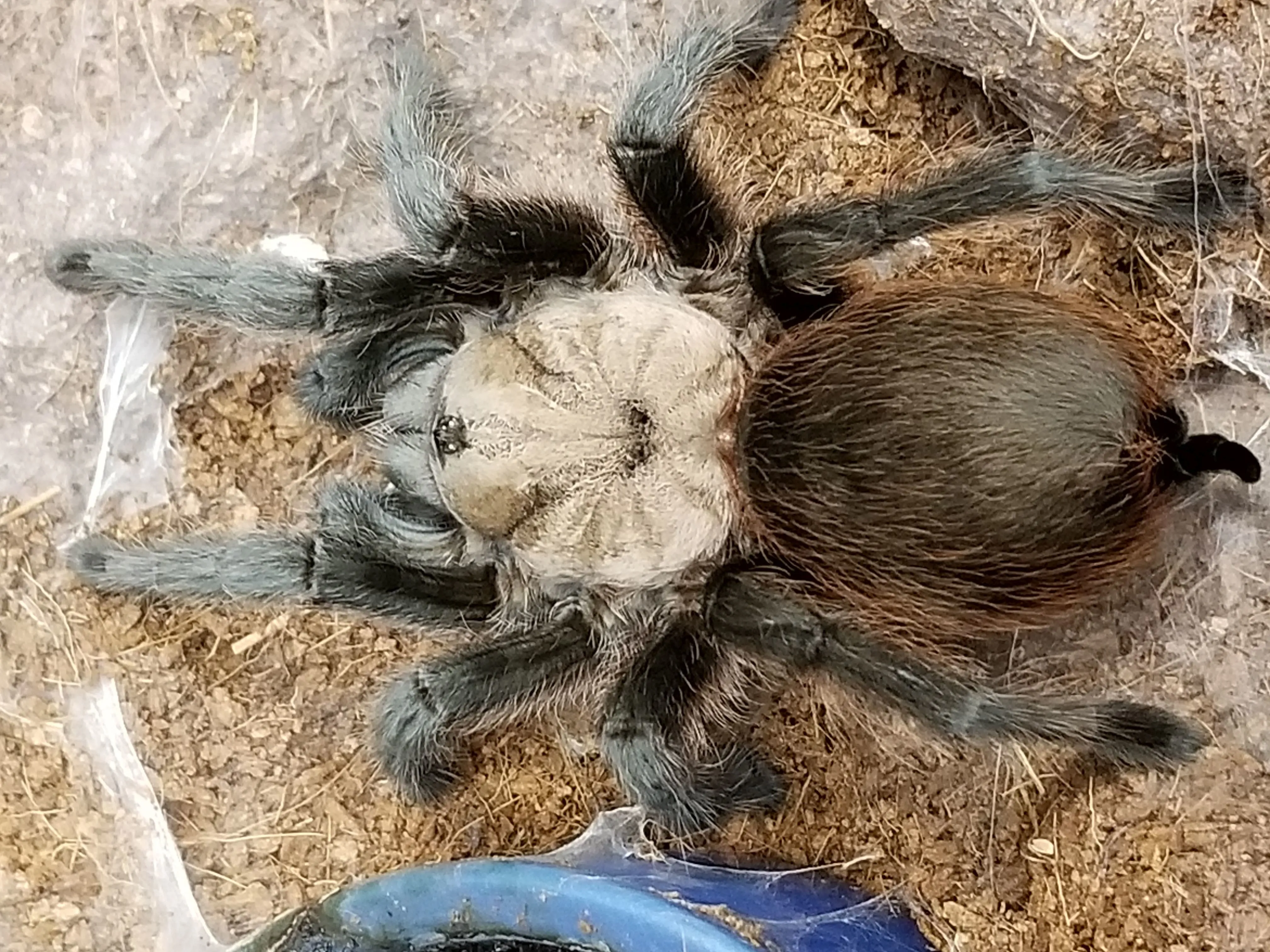 18859 tarantula defensive pose