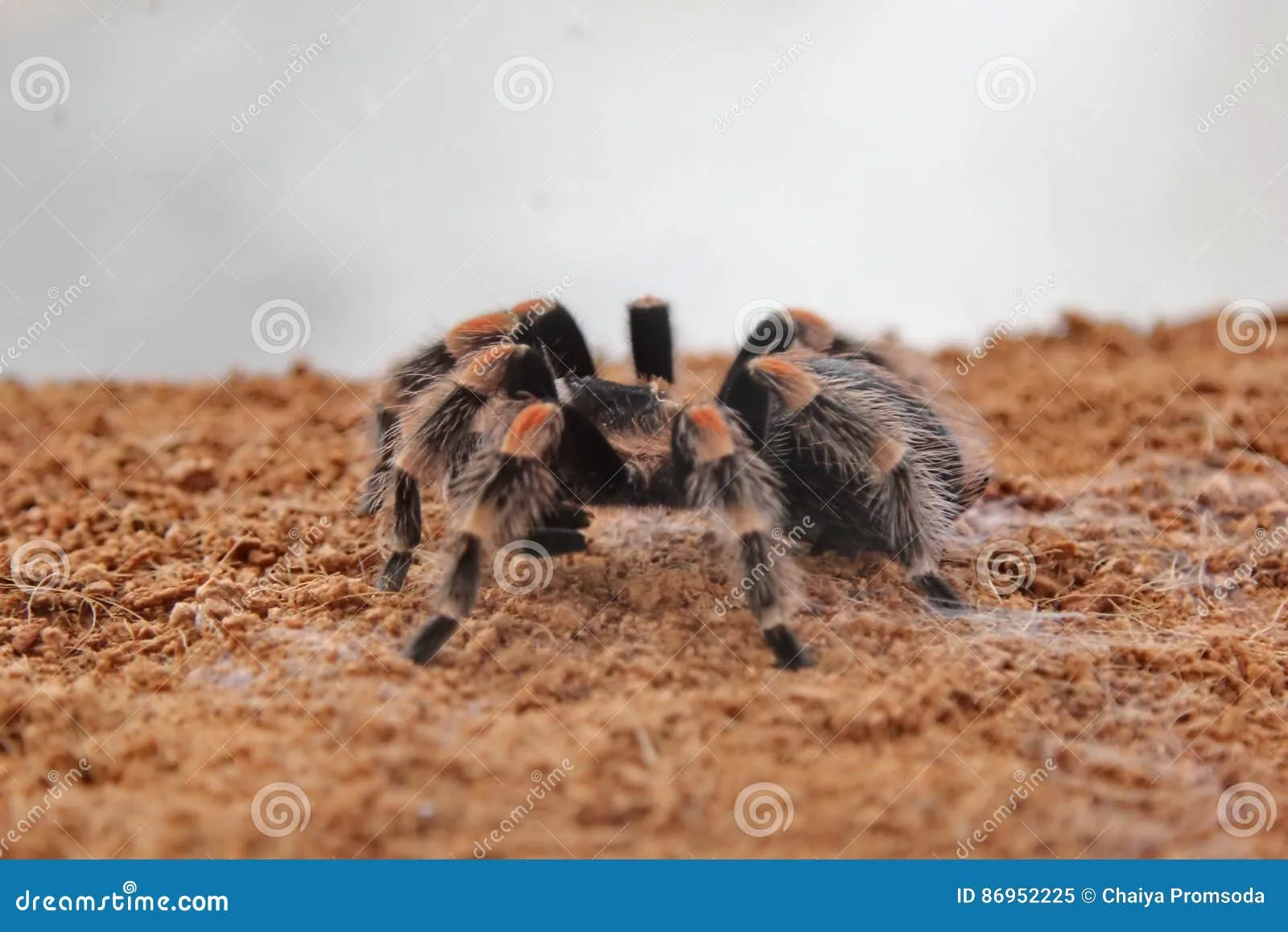 18860 tarantula bite symptoms