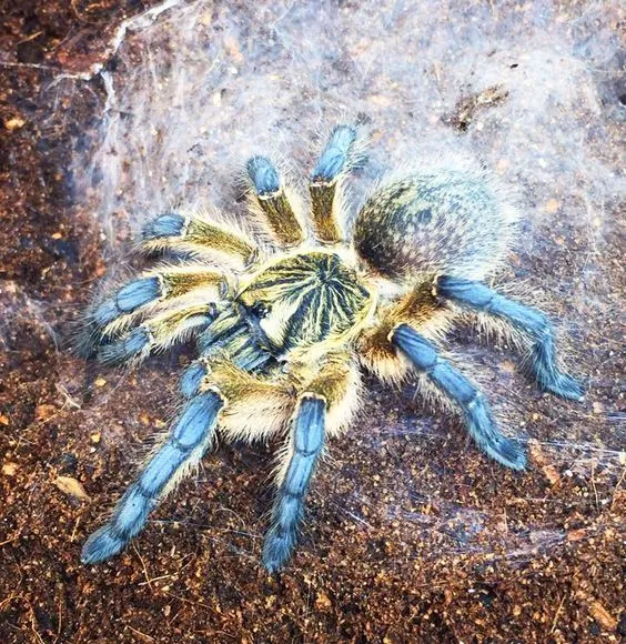 /img/18860-tarantula-first-aid.webp