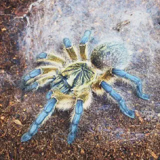 /img/18860-tarantula-first-aid.webp