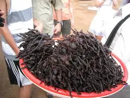 18863 tarantula goreng close up
