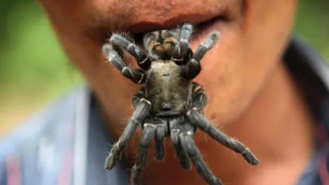 18863 tarantula goreng eating