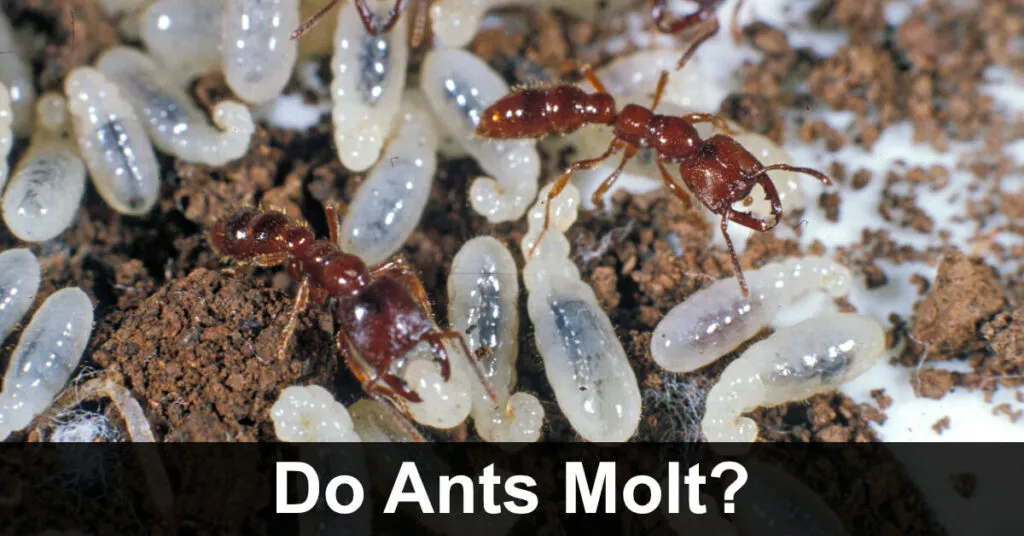 18865 ant infestation inside terrarium