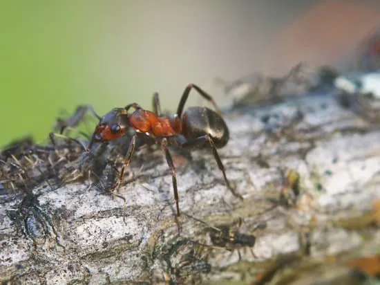 18865 ants attacking tarantula