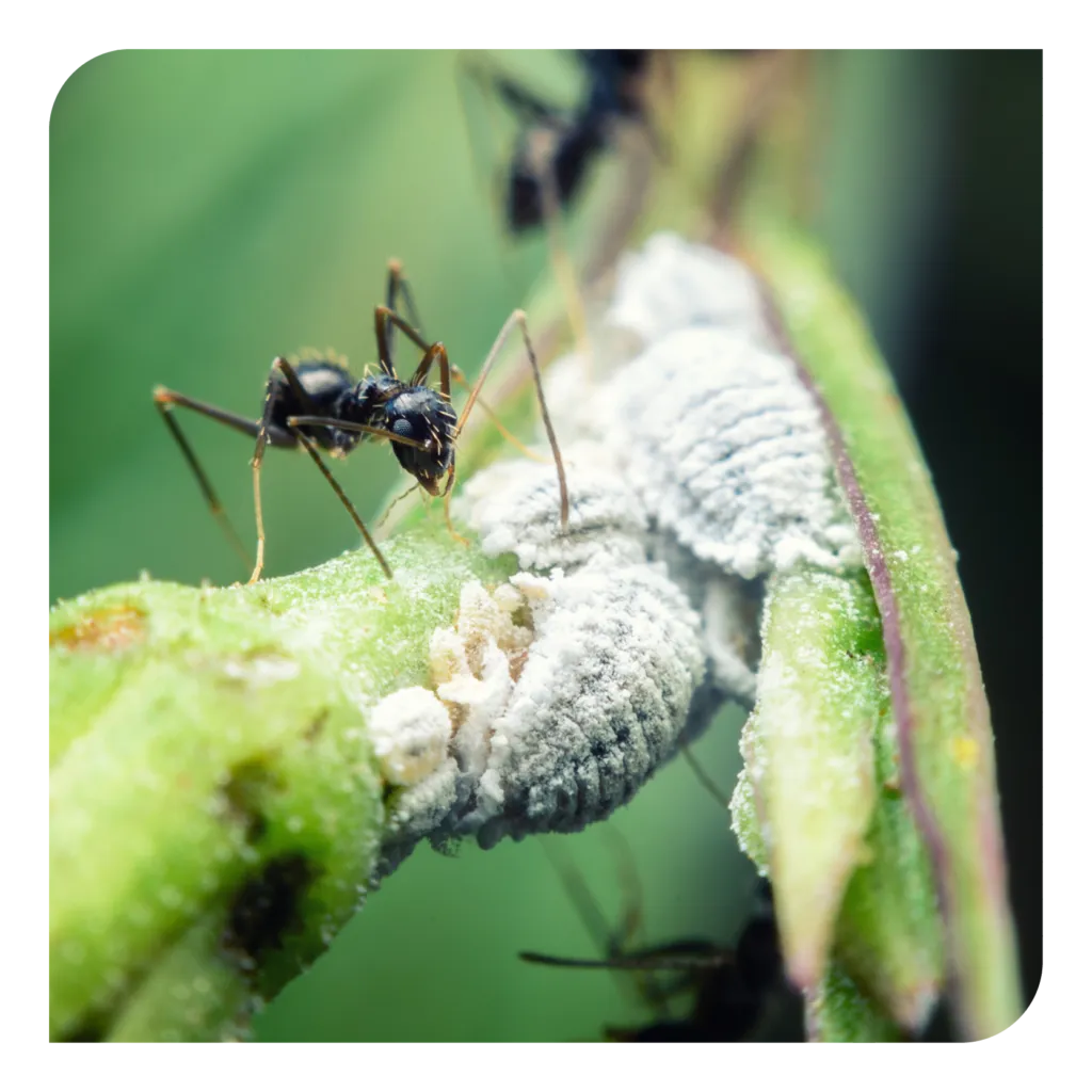 18865 pest control for ants