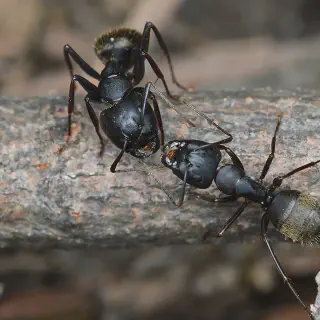 /img/18865-tarantula-eating-prey.webp
