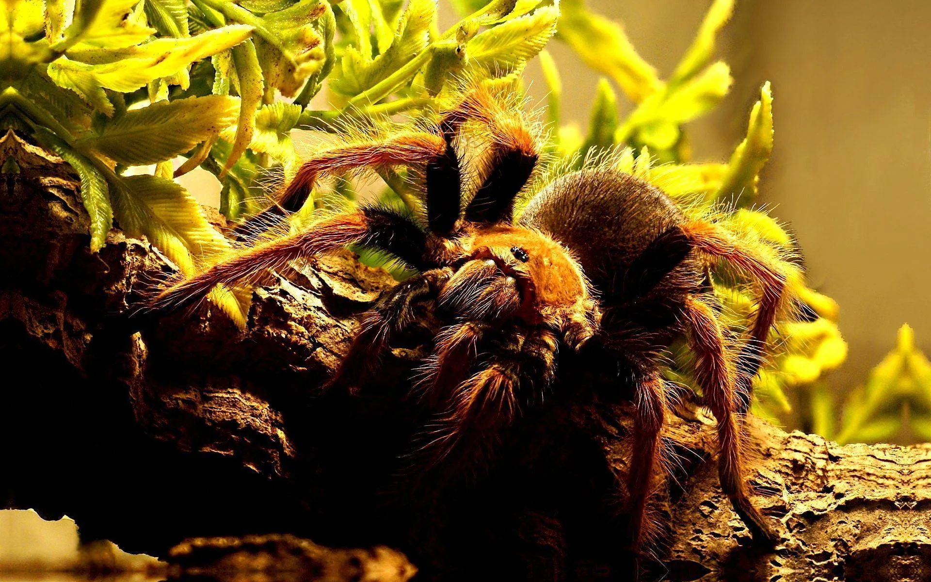 /img/18869-filming-tarantulas.webp