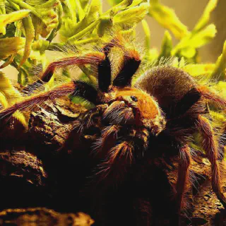 /img/18869-filming-tarantulas.webp
