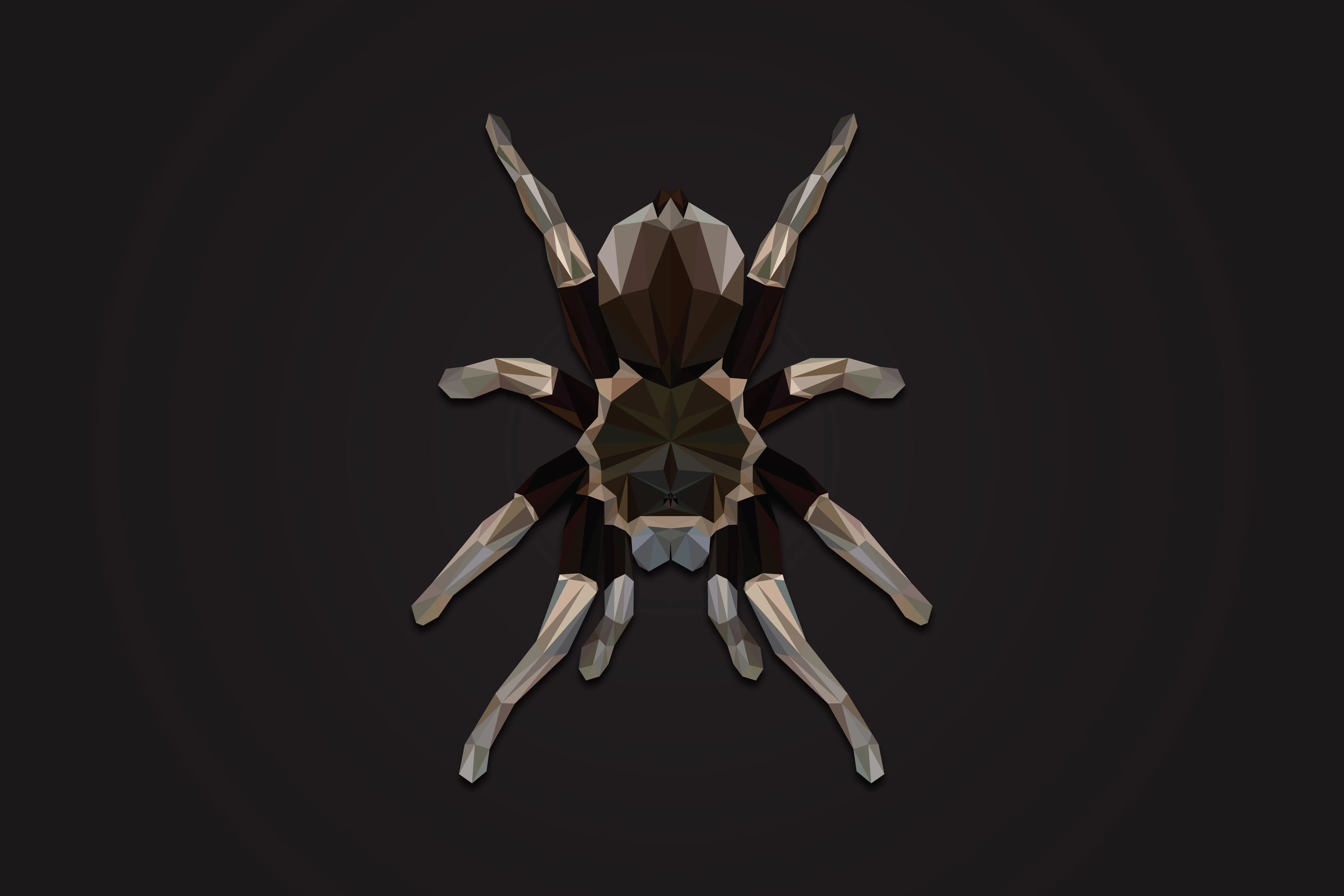 18869 mexican red knee tarantula
