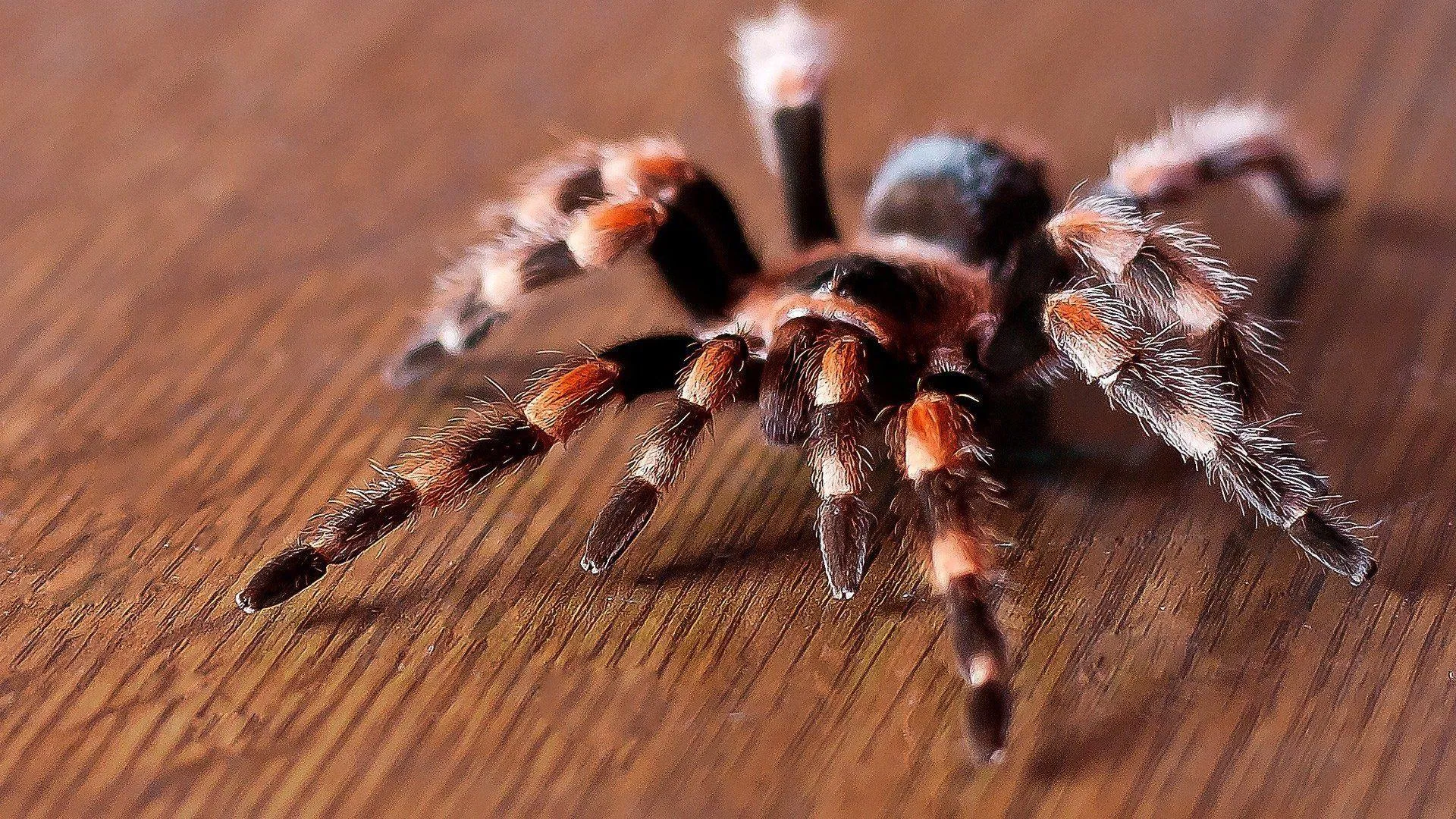 18869 tarantula anatomy