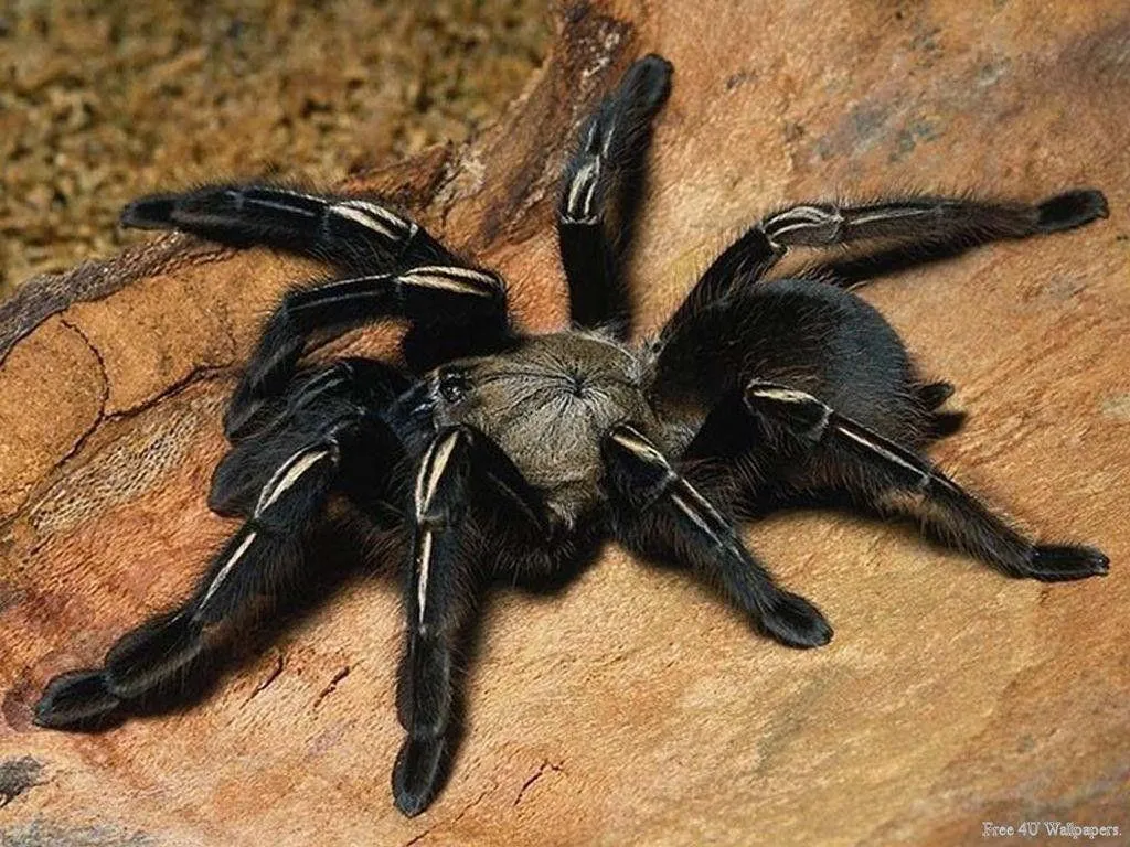 18869 tarantula enclosure