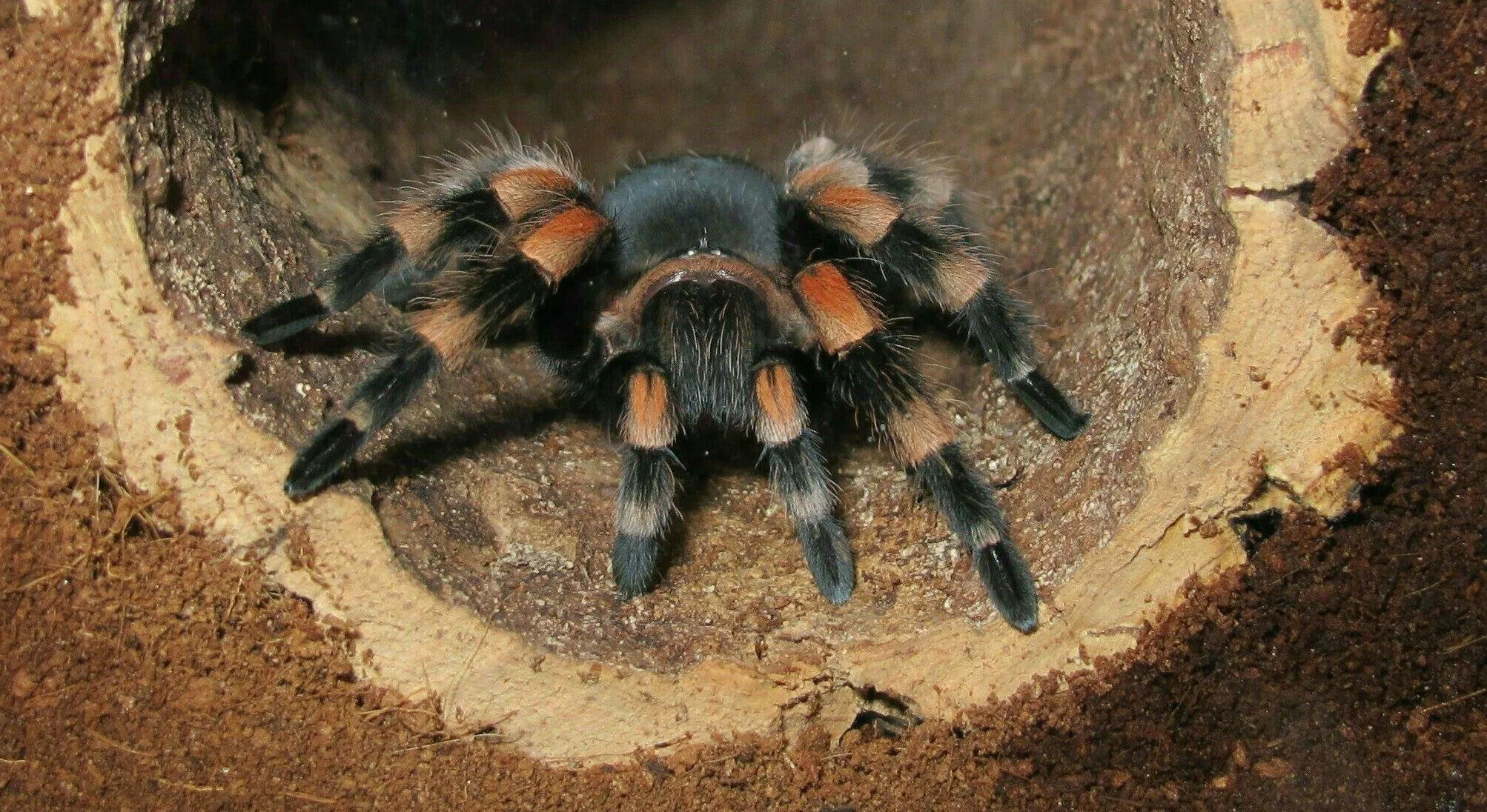 18869 tarantula feeding