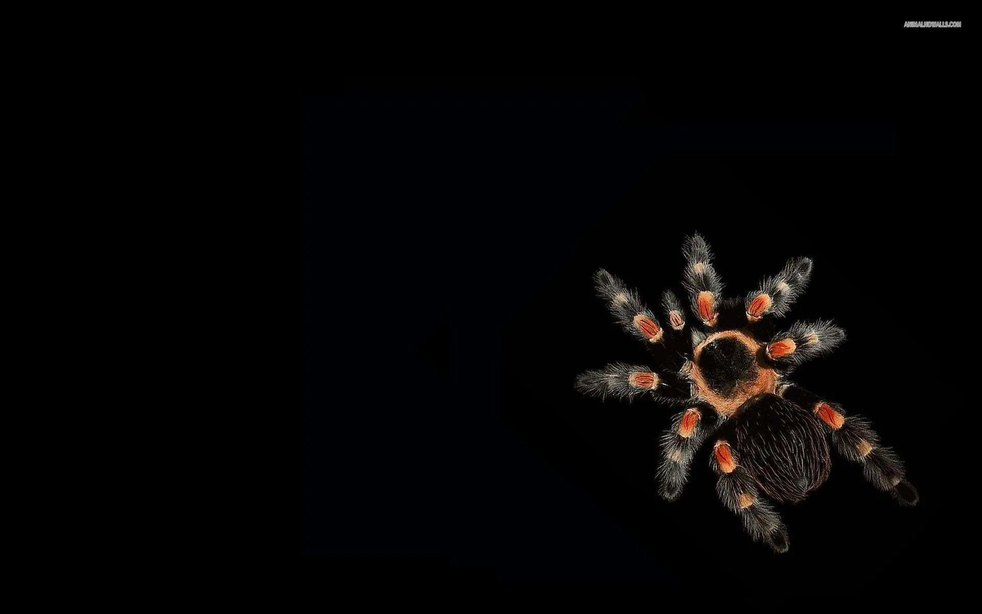 18869 tarantula in 4k