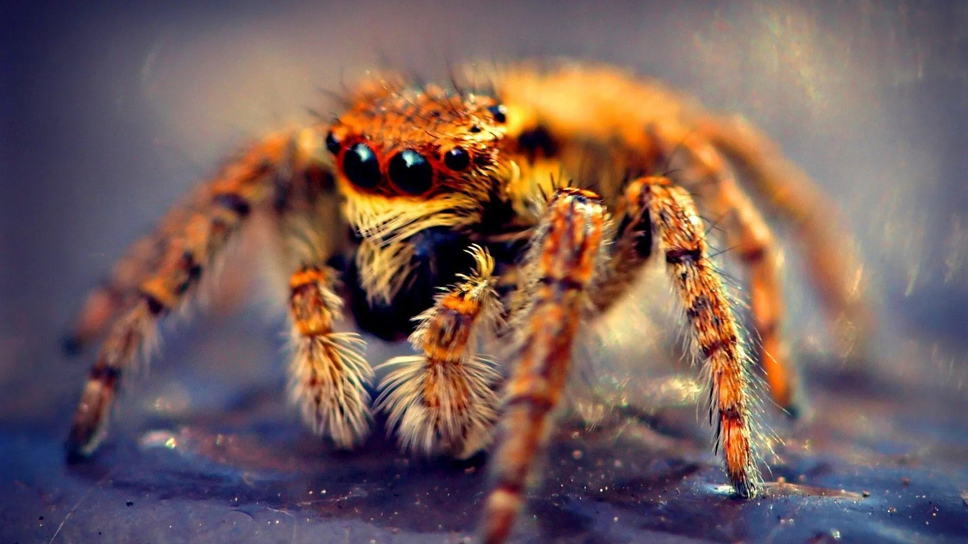 18869 tarantula molting