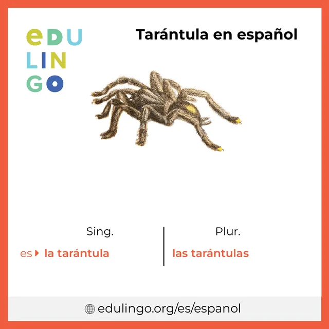 /img/18870-tarantula-en-espanol-especies.webp