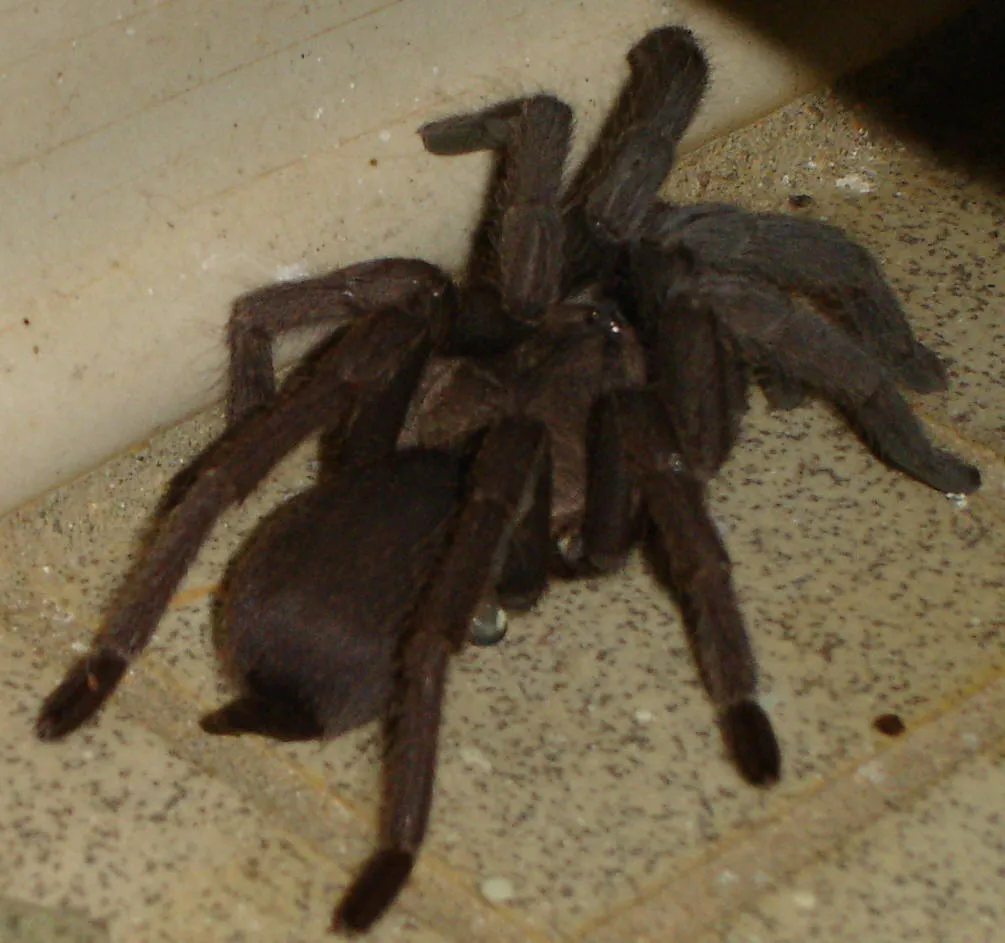 18870 tarantula en espanol manipulacion