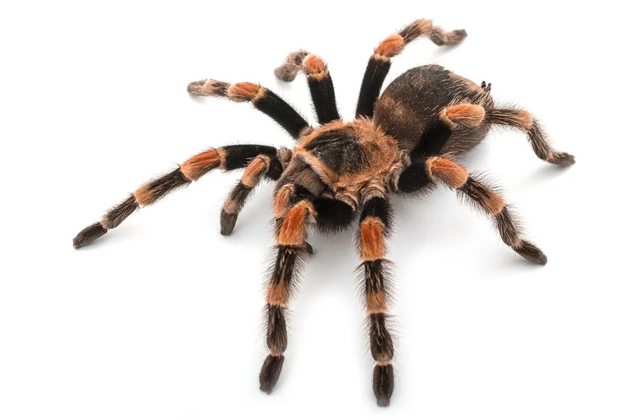 18870 tarantula en espanol portada