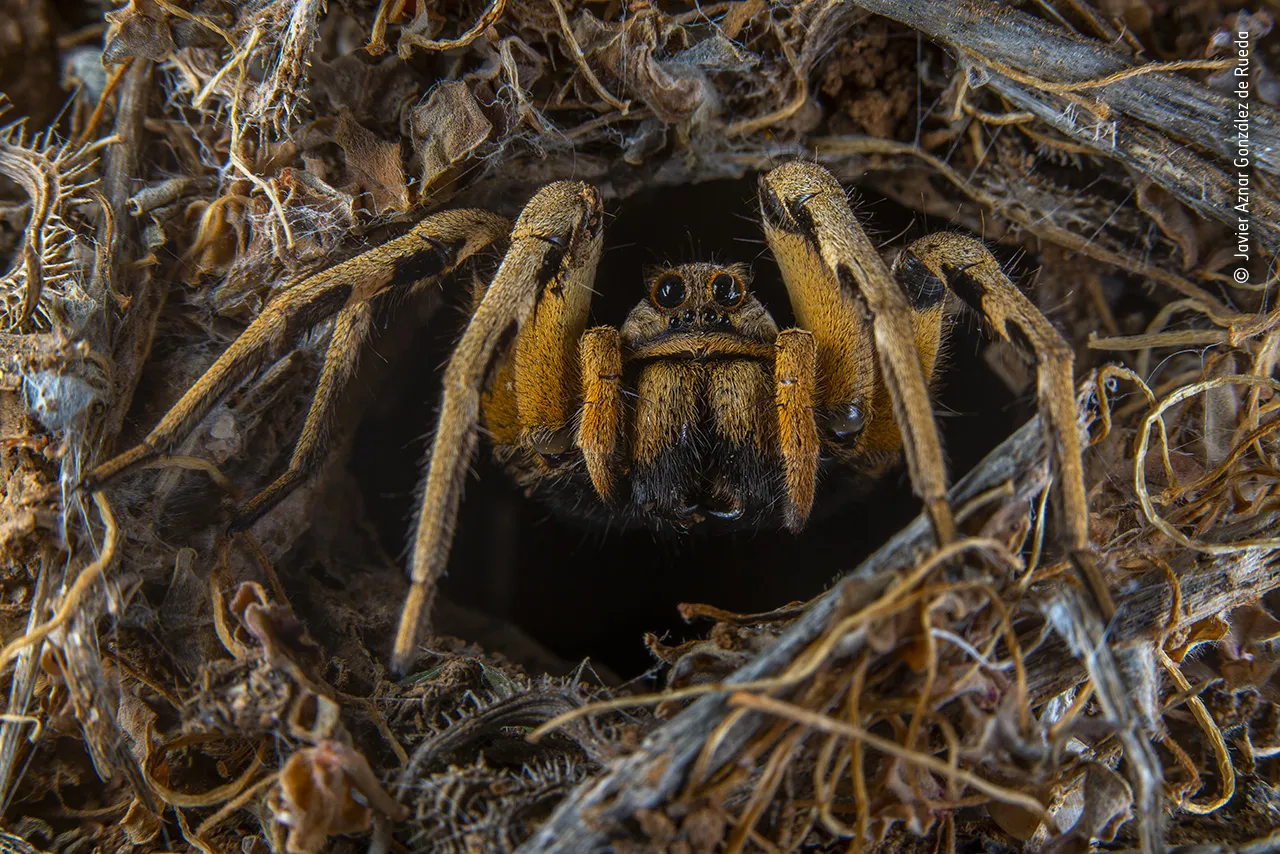 18870 tarantula en espanol reproduccion