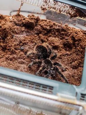 /img/18871-curly-hair-tarantula-behavior.webp