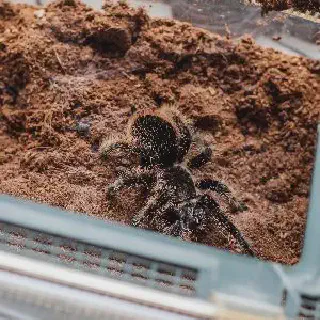 /img/18871-curly-hair-tarantula-behavior.webp