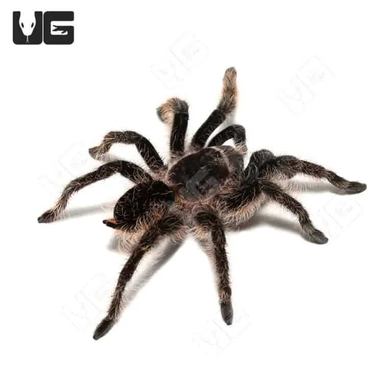 18871 curly hair tarantula enclosure