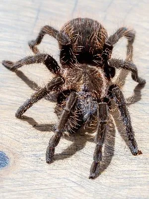 18871 curly hair tarantula health