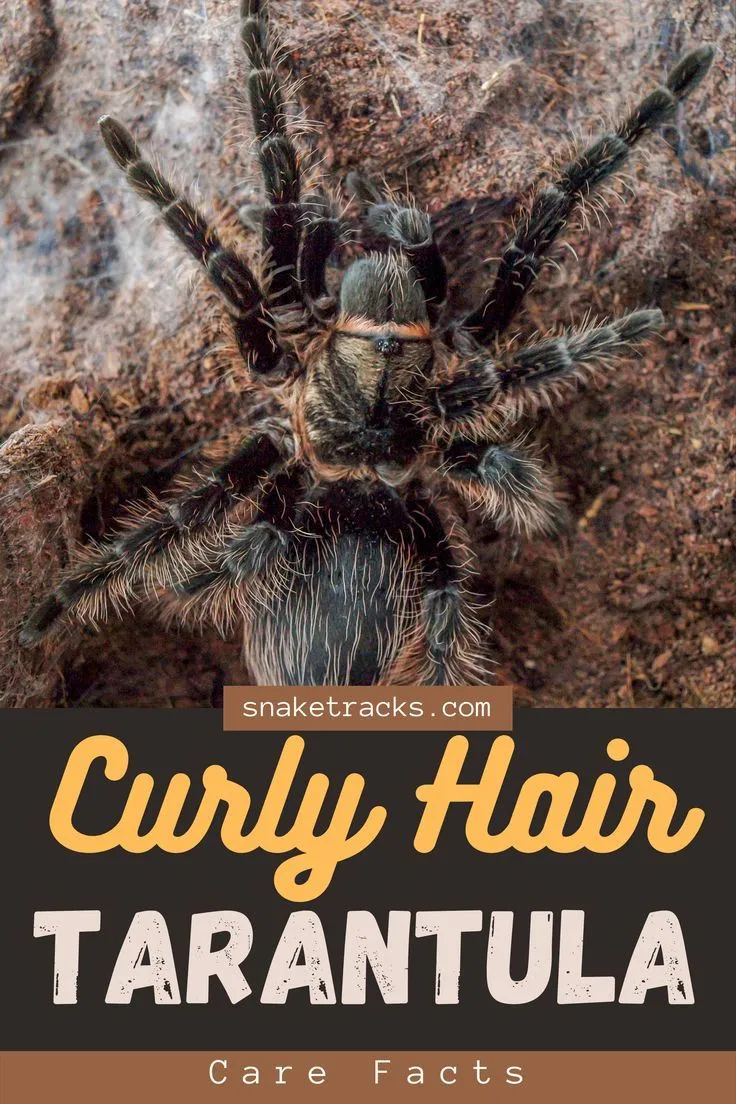 18871 curly hair tarantula molting
