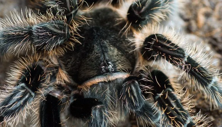 18871 curly hair tarantula water