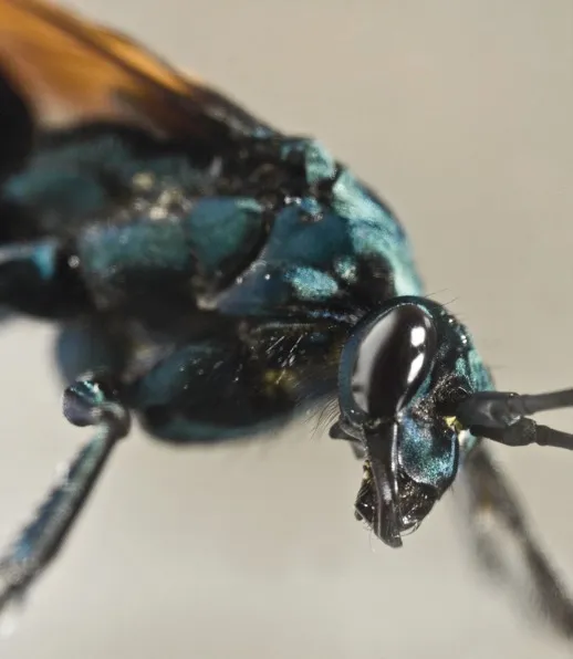 18873 baby tarantula hawk development