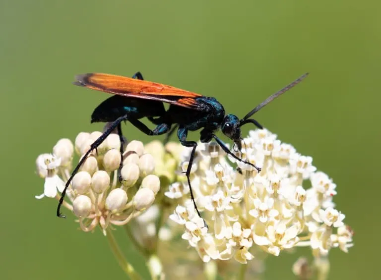 18873 baby tarantula hawk predators
