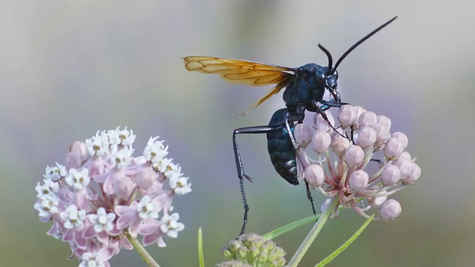 /img/18873-tarantula-hawk-adult.webp