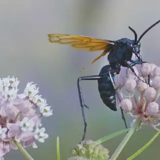 /img/18873-tarantula-hawk-adult.webp