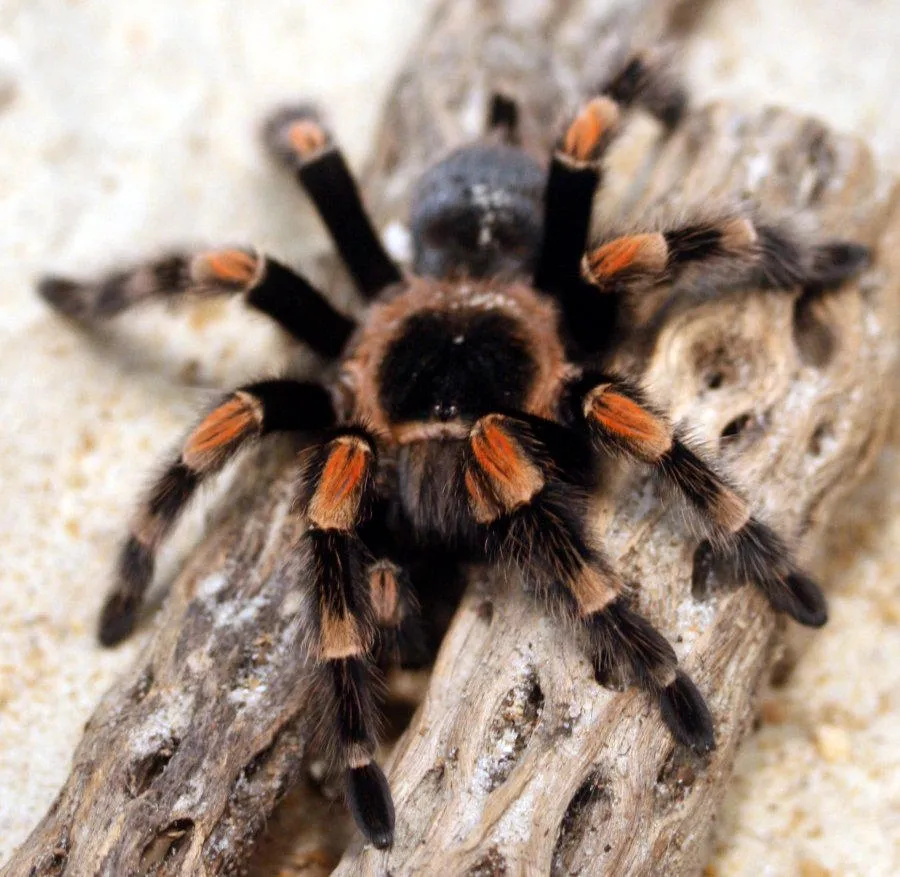 18875 orange tarantula species