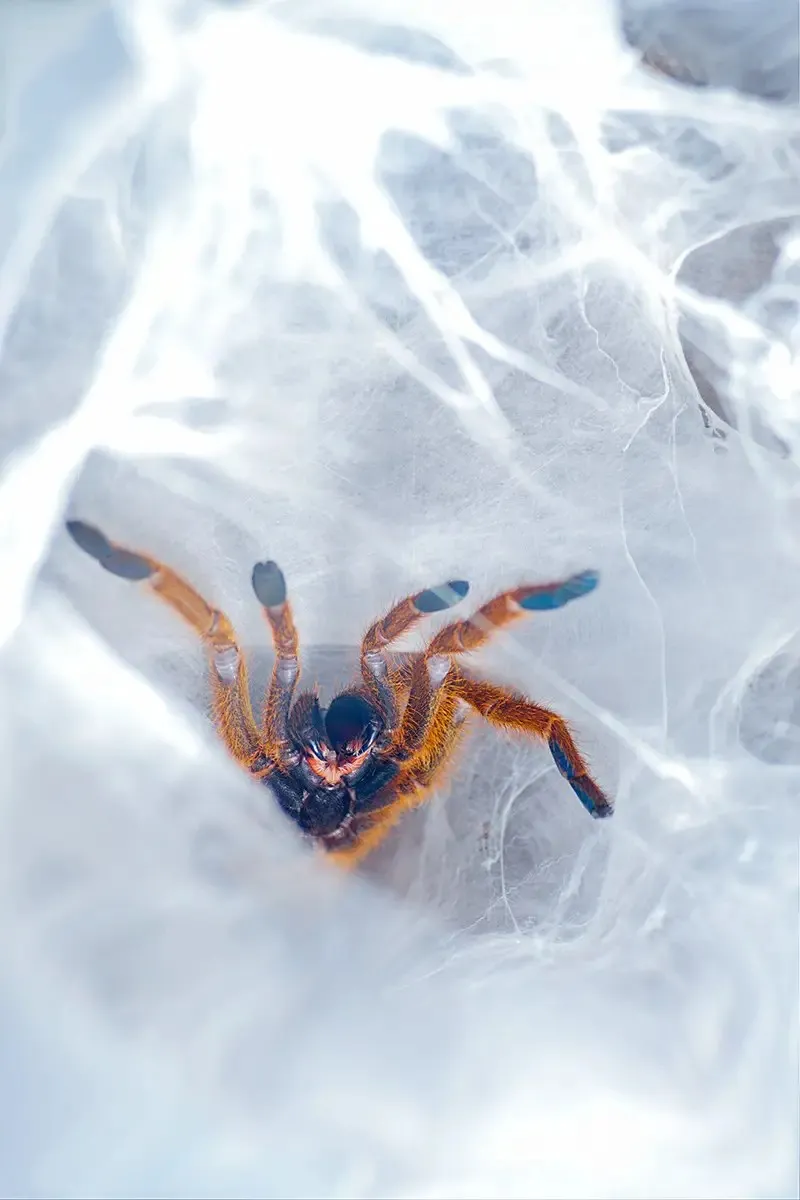 18875 tarantula feeding