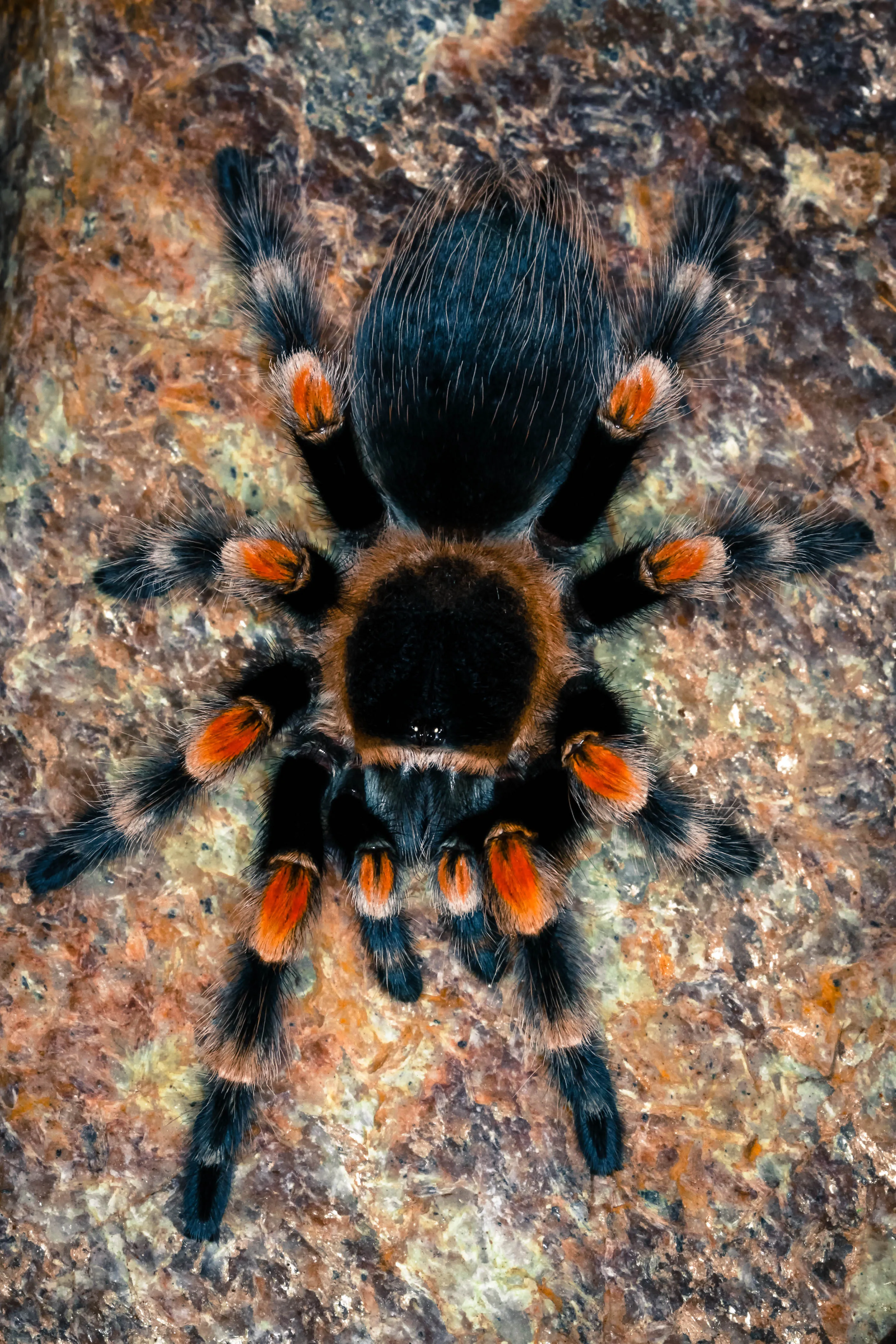 18875 tarantula habitat
