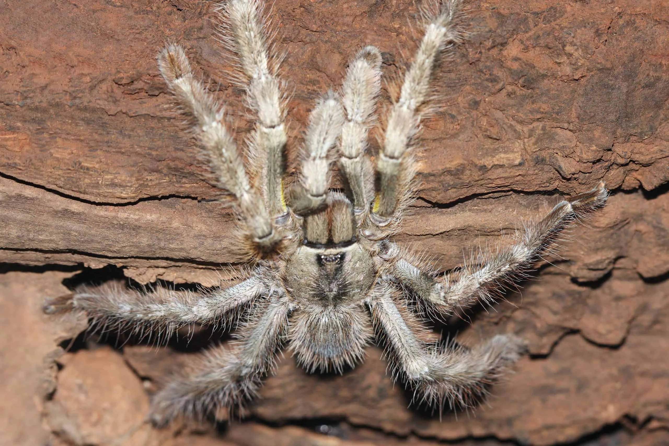 /img/18875-tarantula-health.webp